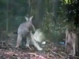 kangaroo and goose