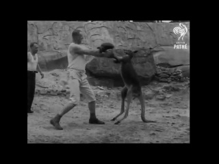kangaroo vs boxer