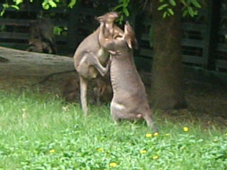 kangaroo-fights without rules :)))