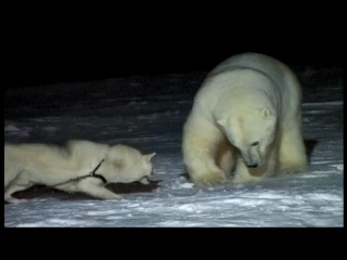 like husky vs white bears)