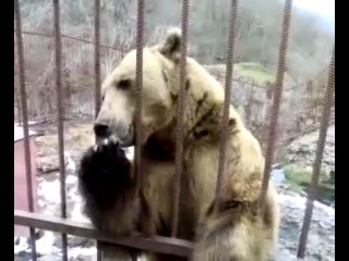 bear is shy