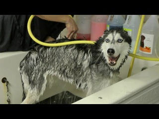 husky mishka sings in the shower.
