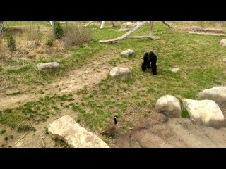 goose vs gorilla :)