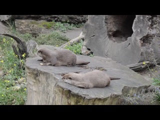 otter plays with potatoes :))