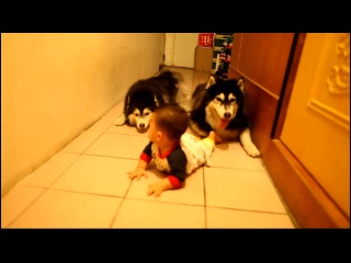 dogs follow the baby :)