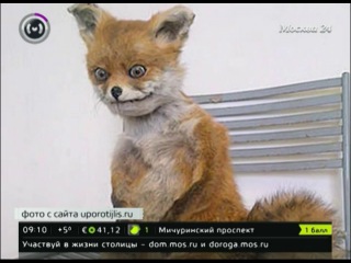stoned fox at the all-russian exhibition center