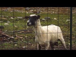 funny goat)