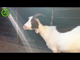 funny goat)