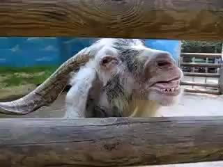 funny goat...)
