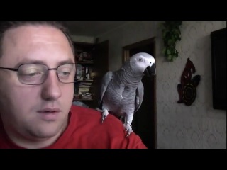 talking parrot gregory