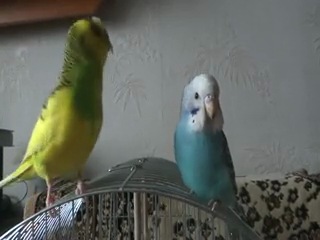 archik is a talking parrot. acquaintance with bella