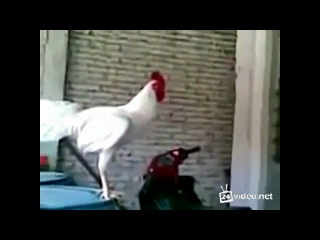 rooster laughs :)