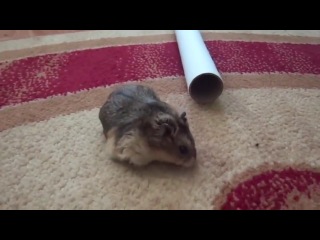 hamster and pipe
