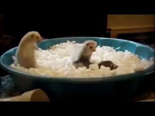 happy ferrets :))