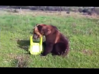 this is the first time i see such a bear.