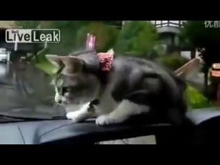 funny cat reaction :))