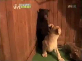 the bear was scared)) carefully, mat