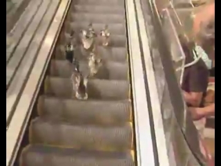 family of ducks on the escalator)))