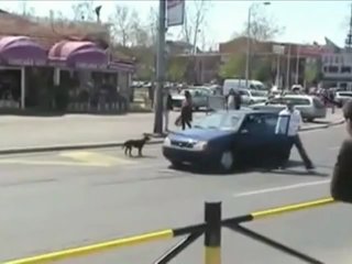 dog vs car (super funny)