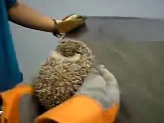 hedgehog has a tantrum